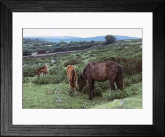 Framed Print : Dartmoor Ponies on Dartmoor, Devon, 20th century. Artist: CM Dixon Framed Print : Dartmoor Ponies on Dartmoor, Devon, 20th century. Artist: CM Dixon