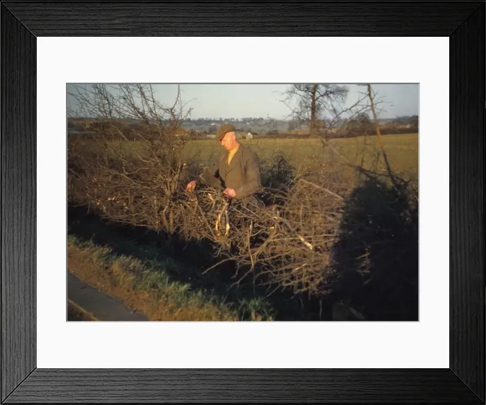 Framed Print : Laying a Hedge using a Billhook, Yorkshire, England, c1960. Artist: CM Dixon Framed Print : Laying a Hedge using a Billhook, Yorkshire, England, c1960. Artist: CM Dixon