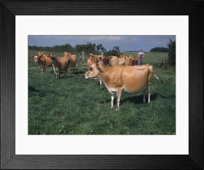Framed Print : Dairy Herd Farming in Yorkshire, 20th century. Artist: CM Dixon Framed Print : Dairy Herd Farming in Yorkshire, 20th century. Artist: CM Dixon