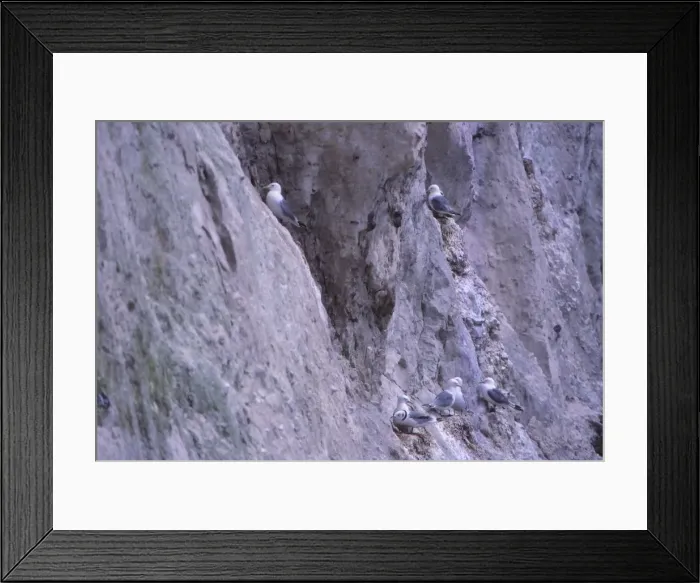 Framed Print : Black-legged kittiwakes (Rissa Tridactyla) Nesting on Chalk Cliff, Kent, 20th century. Artist: CM Dixon Framed Print : Black-legged kittiwakes (Rissa Tridactyla) Nesting on Chalk Cliff, Kent, 20th century. Artist: CM Dixon