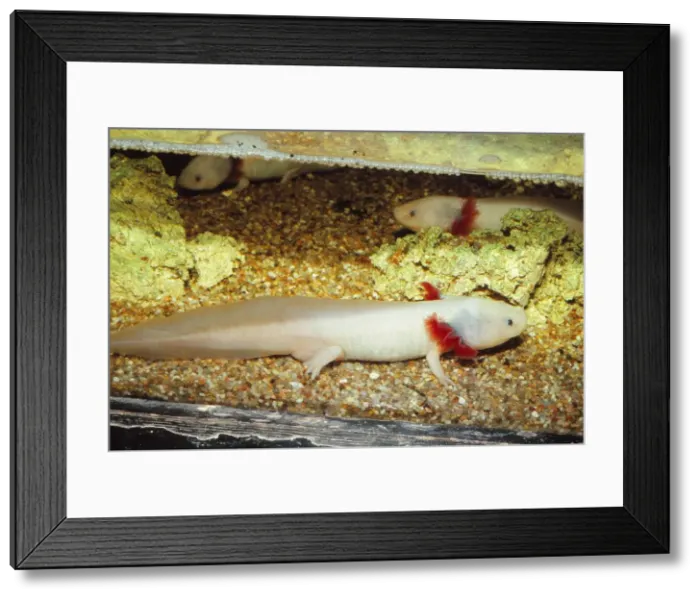 Framed Print : Mexican salamander (Ambystoma mexicanum) larva or Axolotl, 20th century. Artist: CM Dixon Framed Print : Mexican salamander (Ambystoma mexicanum) larva or Axolotl, 20th century. Artist: CM Dixon