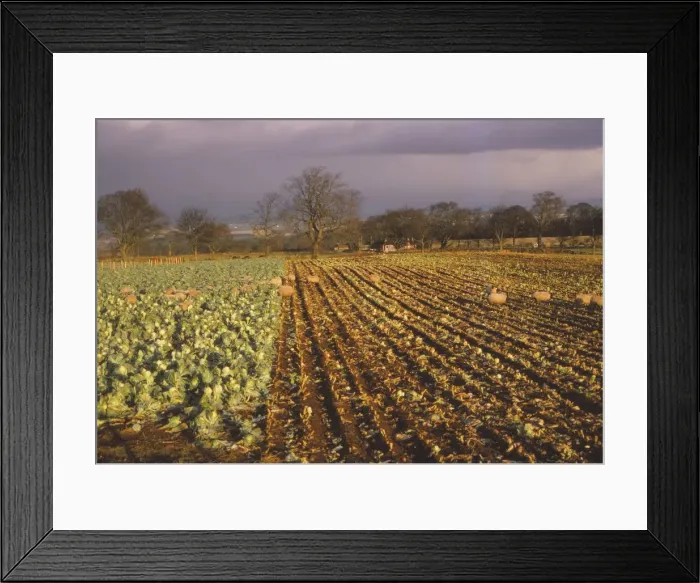 Framed Print : Use of fence, to control winter feeding for sheep, Glamis, Scotland, 20th century. Artist: CM Dixon Framed Print : Use of fence, to control winter feeding for sheep, Glamis, Scotland, 20th century. Artist: CM Dixon
