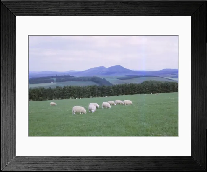 Framed Print : Cheviots, South of Jedburgh, Scotland, 20th century. Artist: CM Dixon Framed Print : Cheviots, South of Jedburgh, Scotland, 20th century. Artist: CM Dixon