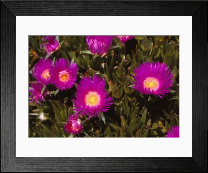 Framed Print : Mesembryanthemum, 20th century. Artist: CM Dixon Framed Print : Mesembryanthemum, 20th century. Artist: CM Dixon