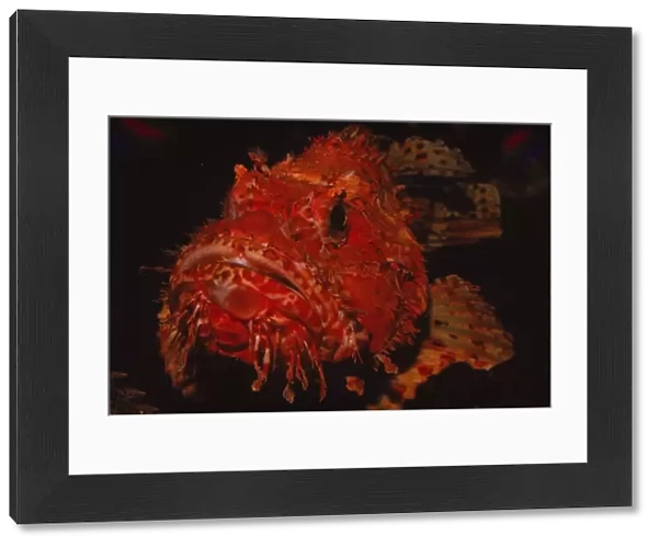 Scorpion Fish, (Peixe Carneiro), 20th century. Artist: CM Dixon