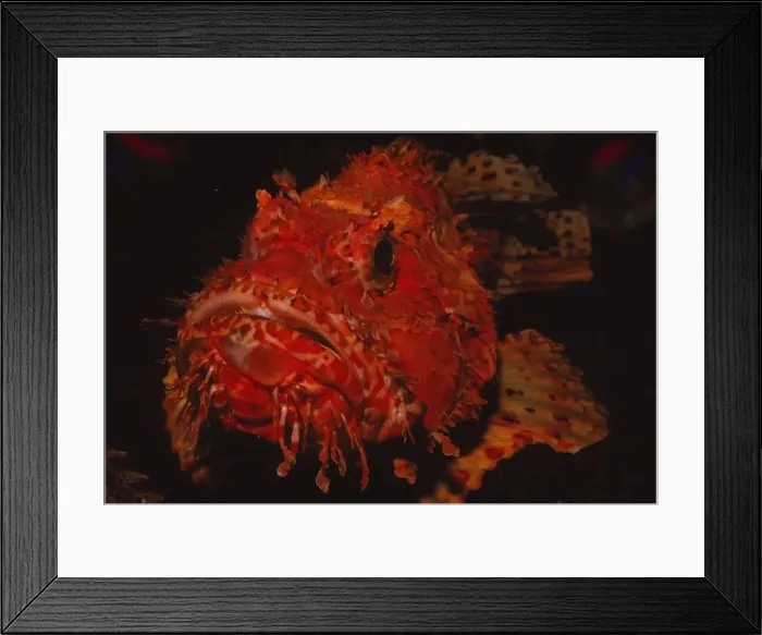 Framed Print : Scorpion Fish, (Peixe Carneiro), 20th century. Artist: CM Dixon Framed Print : Scorpion Fish, (Peixe Carneiro), 20th century. Artist: CM Dixon