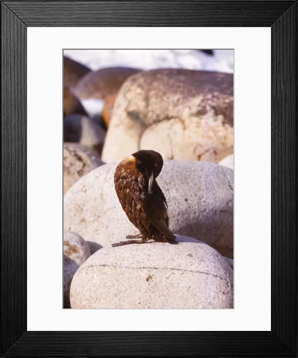 Framed Print : Guillemot Preening Feathers Following Oil Spill, Cornwall, 20th century. Artist: CM Dixon Framed Print : Guillemot Preening Feathers Following Oil Spill, Cornwall, 20th century. Artist: CM Dixon