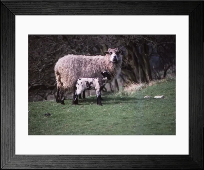 Framed Print : Sheep and Lambs in April, Wharfedale, Yorkshire, 20th century. Artist: CM Dixon Framed Print : Sheep and Lambs in April, Wharfedale, Yorkshire, 20th century. Artist: CM Dixon