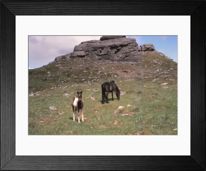 Framed Print : Dartmoor Ponies and Granite Tor, Kestor Rock, Dartmoor, Devon, 20th century. Artist: CM Dixon Framed Print : Dartmoor Ponies and Granite Tor, Kestor Rock, Dartmoor, Devon, 20th century. Artist: CM Dixon