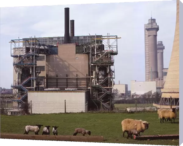 Cheviot-Black Sheep graze at Calder Hall Nuclear Power Station, Cumberland, 20th century. Artist: CM Dixon