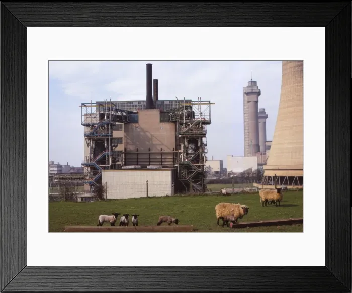 Framed Print : Cheviot-Black Sheep graze at Calder Hall Nuclear Power Station, Cumberland, 20th century. Artist: CM Dixon Framed Print : Cheviot-Black Sheep graze at Calder Hall Nuclear Power Station, Cumberland, 20th century. Artist: CM Dixon