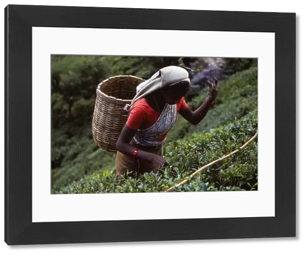 Tamil Tea-Picker, Near West Haputale, Sri Lanka, 20th century. Artist: CM Dixon