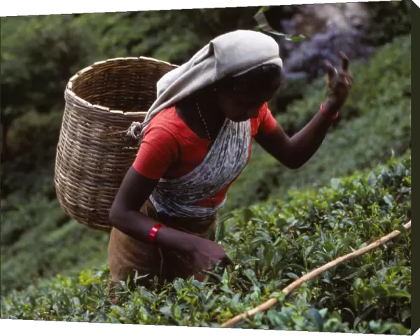 Tamil Tea-Picker, Near West Haputale, Sri Lanka, 20th century. Artist: CM Dixon