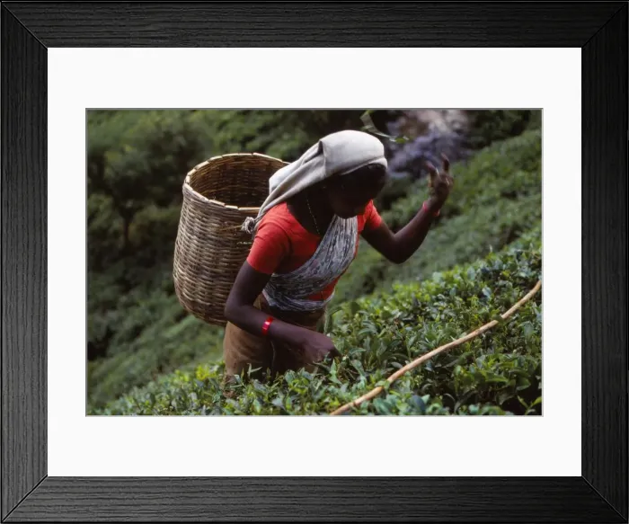 Framed Print : Tamil Tea-Picker, Near West Haputale, Sri Lanka, 20th century. Artist: CM Dixon Framed Print : Tamil Tea-Picker, Near West Haputale, Sri Lanka, 20th century. Artist: CM Dixon