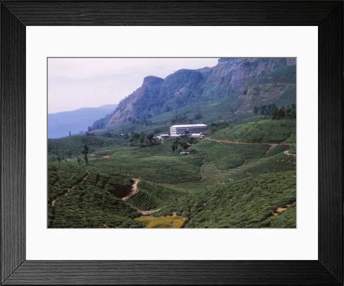 Framed Print : Tea Plantation and Factory, North of Nuwara Eliya, Central Sri Lanka, 20th century. Artist: CM Dixon