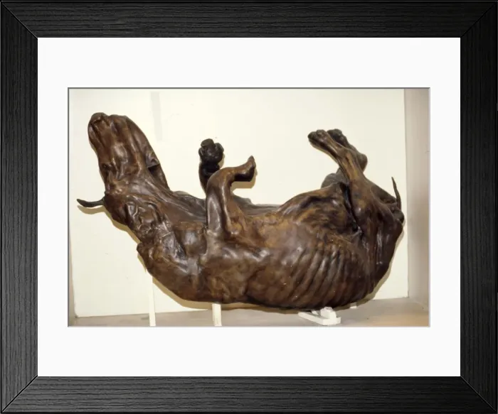 Framed Print : Peat preserved ox, Geological Museum, London, c2nd century Framed Print : Peat preserved ox, Geological Museum, London, c2nd century