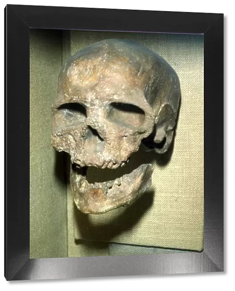 Cromagnon Skull Upper Paleolithic from France, c50, 000BC-c10, 000 BC