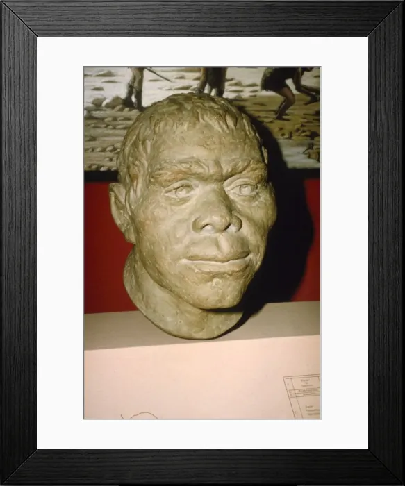 Framed Print : Neanderthal Man. Reconstruction of head, c20th century Framed Print : Neanderthal Man. Reconstruction of head, c20th century