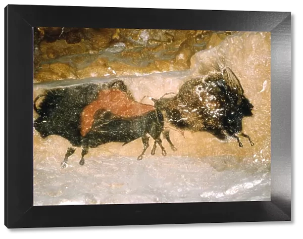 Paleolithic cave-painting of Bison from Lascaux, France. c50, 000-c10, 000 BC