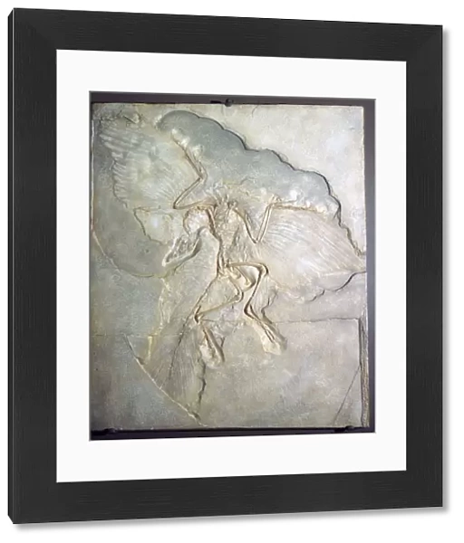 Fossil of Archaeopteryx Lithographica. Late Jurassic, (20th century)