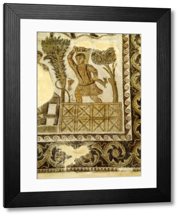 Framed Print : Fruit Collecting and grape treading Mosaic, c3rd century Framed Print : Fruit Collecting and grape treading Mosaic, c3rd century