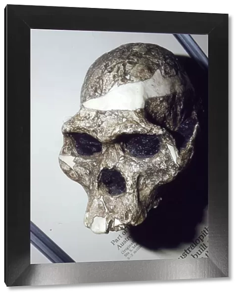 Skull of Australopithecus Africanus from Sterkfontein, South Africa, 3 to 2 million years BC