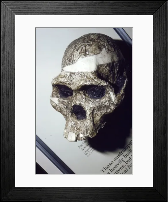 Framed Print : Skull of Australopithecus Africanus from Sterkfontein, South Africa, 3 to 2 million years BC Framed Print : Skull of Australopithecus Africanus from Sterkfontein, South Africa, 3 to 2 million years BC