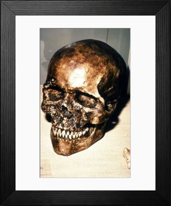 Framed Print : Reconstructed Skull of Cromagnon Man, c20th century Framed Print : Reconstructed Skull of Cromagnon Man, c20th century