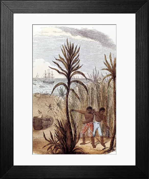 Framed Print : Slaves cultivating sugar cane in the West Indies, 1852 Framed Print : Slaves cultivating sugar cane in the West Indies, 1852