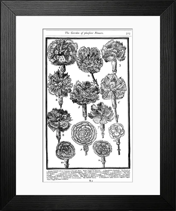 Framed Print : Dianthus (Carnations and Pinks), 1629