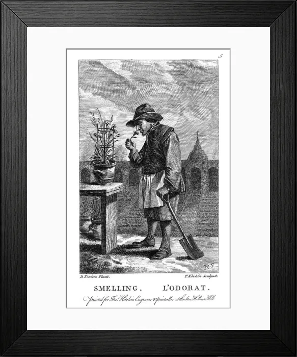 Framed Print : Gardener smelling a carnation or pink (Dianthus), c1750. Artist: Thomas Kitchin Framed Print : Gardener smelling a carnation or pink (Dianthus), c1750. Artist: Thomas Kitchin