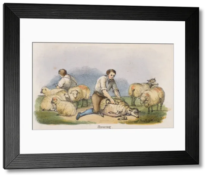 Framed Print : Shearing, c1845. Artist: Benjamin Waterhouse Hawkins Framed Print : Shearing, c1845. Artist: Benjamin Waterhouse Hawkins