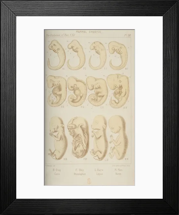Framed Print : Mammal embryos, 1905 Framed Print : Mammal embryos, 1905