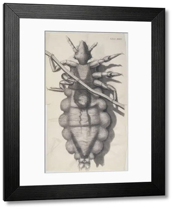Framed Print : Louse clinging to a human hair in Hookes Micrographia, 1665 Framed Print : Louse clinging to a human hair in Hookes Micrographia, 1665