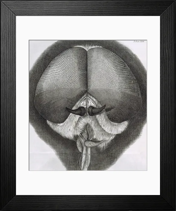 Framed Print : Grey drone-fly, observation XXXIX from Hookes Micrographia, 1664. Artist: Robert Hooke Framed Print : Grey drone-fly, observation XXXIX from Hookes Micrographia, 1664. Artist: Robert Hooke
