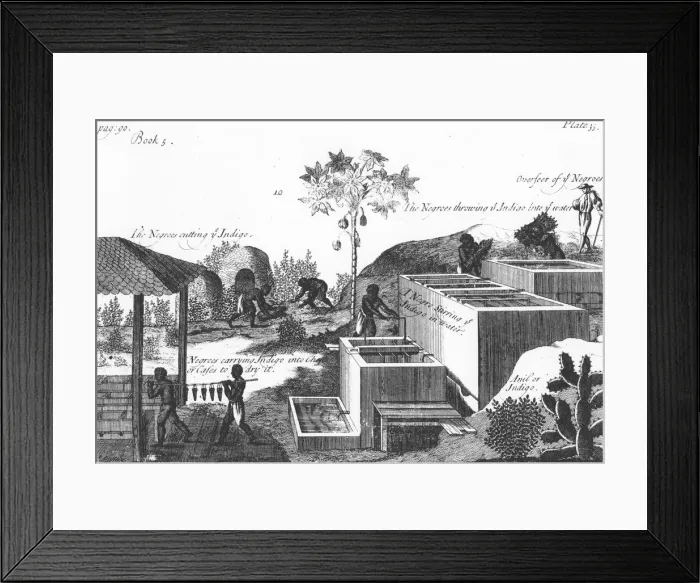 Framed Print : Producing indigo dye with slave labour: West Indies or Central America, 1725 Framed Print : Producing indigo dye with slave labour: West Indies or Central America, 1725