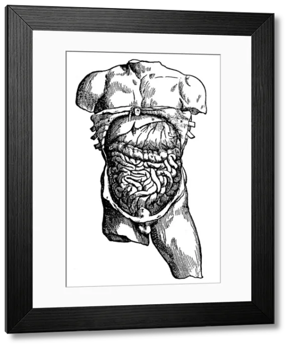 Framed Print : Abdominal cavity and its contents, 1543 Framed Print : Abdominal cavity and its contents, 1543
