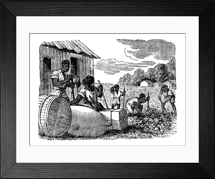 Framed Print : Slaves working on a tobacco plantation, 1833 Framed Print : Slaves working on a tobacco plantation, 1833