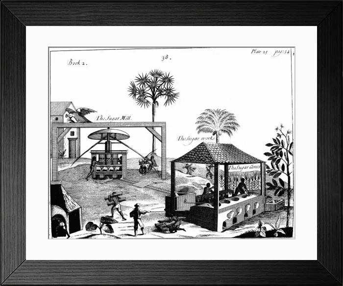 Framed Print : Slave labour on a sugar plantation in the West Indies, 1725 Framed Print : Slave labour on a sugar plantation in the West Indies, 1725
