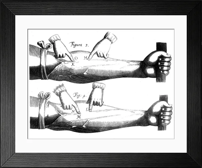 Framed Print : Circulation of the blood, 1628 Framed Print : Circulation of the blood, 1628
