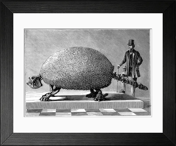 Framed Print : Fossil of a giant armadillo from South America, c1890 Framed Print : Fossil of a giant armadillo from South America, c1890