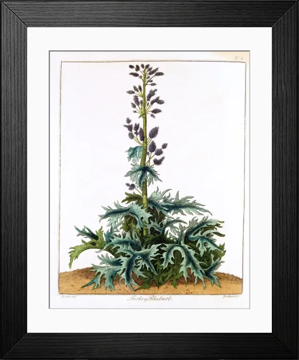 Framed Print : Turkey Rhubarb, 1798 Framed Print : Turkey Rhubarb, 1798