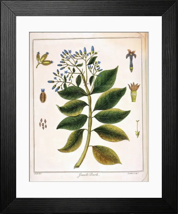 Framed Print : Cinchona (Jesuits or Peruvian Bark) 1795