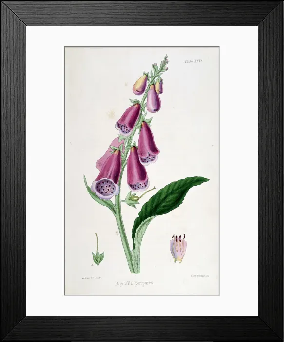 Framed Print : Foxglove (Digitalis purpurea), 19th century Framed Print : Foxglove (Digitalis purpurea), 19th century