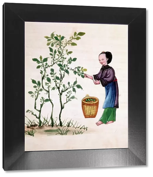 Gathering mulberry leaves to feed silkworms, 19th century