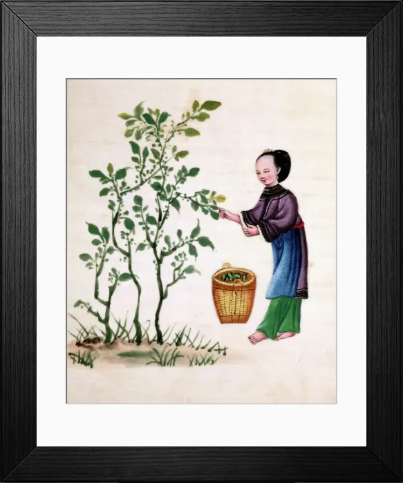 Framed Print : Gathering mulberry leaves to feed silkworms, 19th century Framed Print : Gathering mulberry leaves to feed silkworms, 19th century