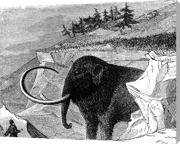 Discovery of a woolly mammoth, 1779 (c1870)