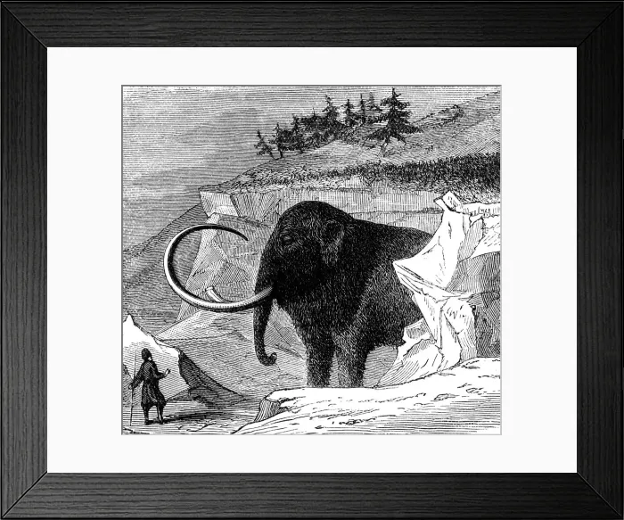 Framed Print : Discovery of a woolly mammoth, 1779 (c1870) Framed Print : Discovery of a woolly mammoth, 1779 (c1870)