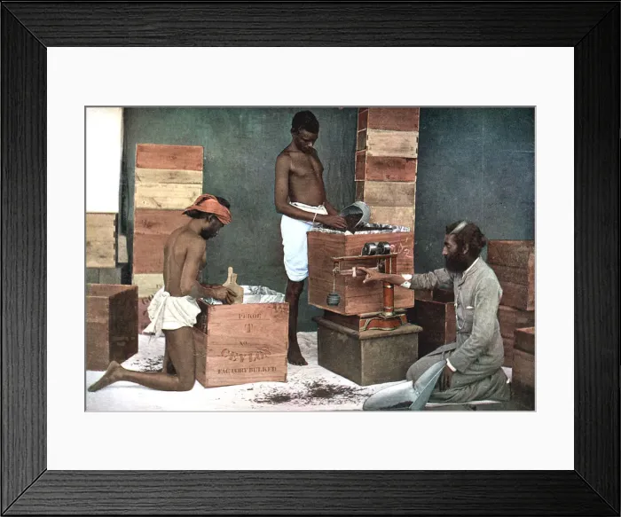 Framed Print : Packing and weighing tea for export on a Ceylon (Sri Lanka) estate, 1905 Framed Print : Packing and weighing tea for export on a Ceylon (Sri Lanka) estate, 1905