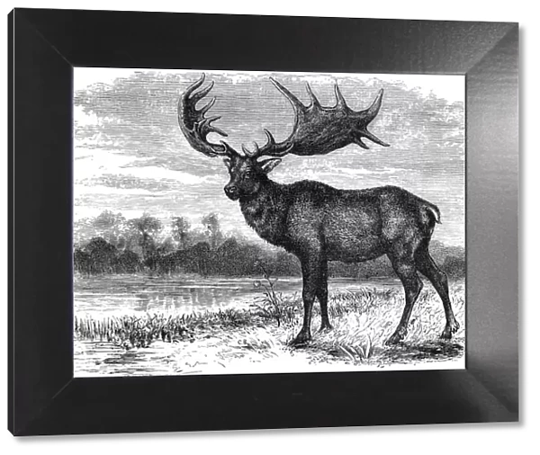 Reconstruction of the Irish elk (Megaloceros), c1880